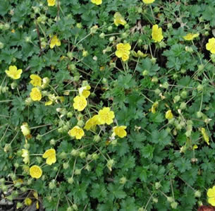 Flowering Ground Covers